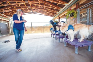 0607C_CanineMain.jpg