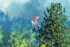 0807C_Woodrat_Fire_MAIN.jpg