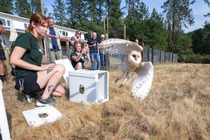 owls.jpg